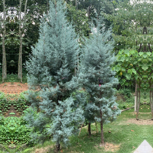 蓝冰柏盆栽耐寒耐晒四季常绿松柏树庭院造景花镜植物阳台户外绿植