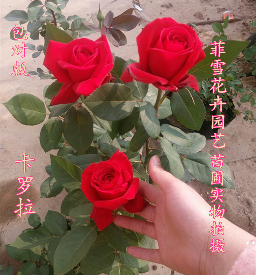 卡罗拉红玫瑰 灌木切花月季花苗 情人节红玫瑰盆栽地栽绿化花苗
