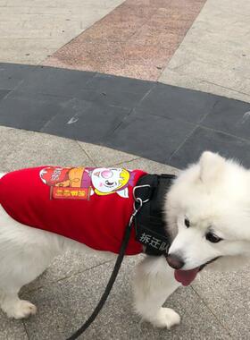 萨摩耶金毛边牧中华田园犬