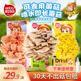 悟空小将蘑菇种植包可食用diy秀珍桃红黄金儿童家庭培育养菌棒盒