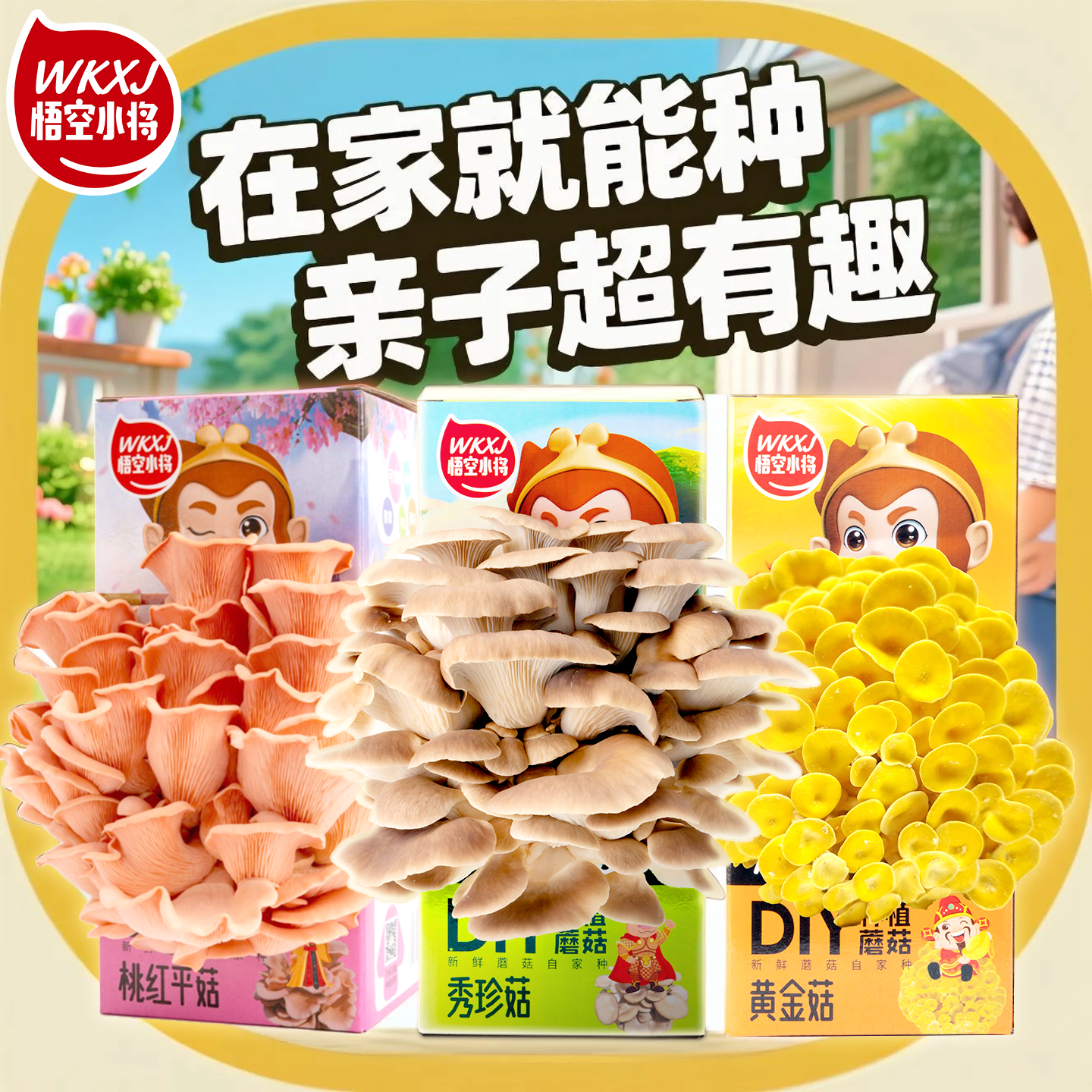 喷水就长大可食用菌菇5-7天发育