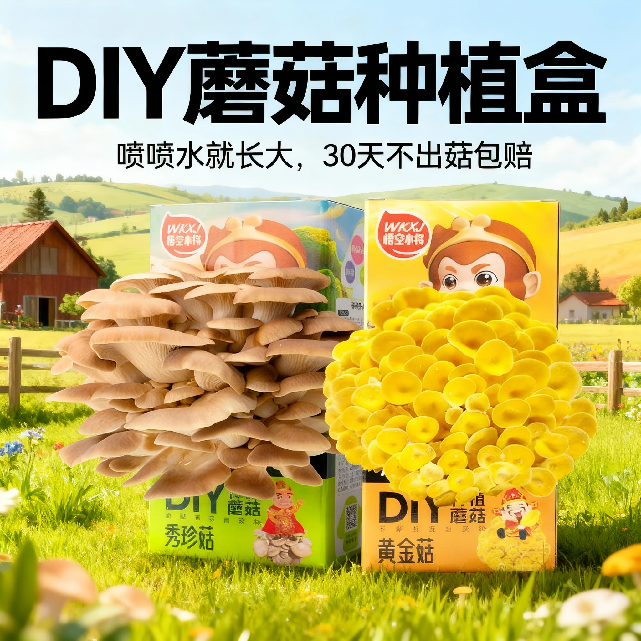 喷水就长大可食用菌菇5-7天发育