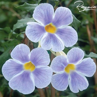 蓝色吊钟硬枝老鸦嘴月亮仙子耐热晒旱抗病易养丰花多年生常绿灌木