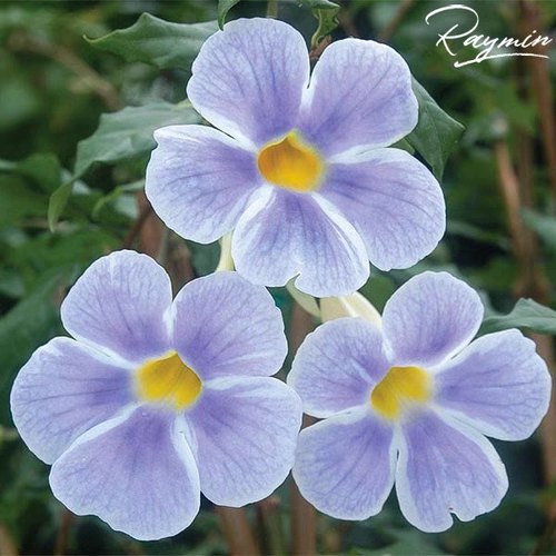 蓝色吊钟硬枝老鸦嘴月亮仙子耐热晒旱抗病易养丰花多年生常绿灌木