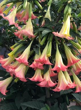 曼陀罗大喇叭花吊钟花苗盆栽四季开花耐寒耐热多年生粉黄色木本