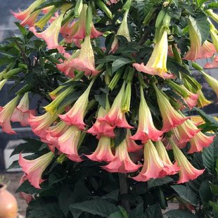 曼陀罗大喇叭花吊钟花苗盆栽四季开花耐寒耐热多年生粉黄色木本