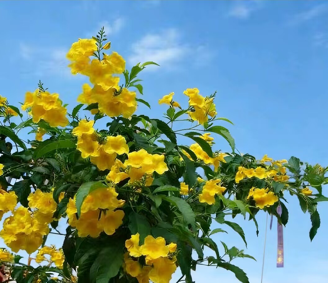 黄钟花盆栽 简陋盆发货 当年开花 阳台庭院观赏木本花卉 易活好养