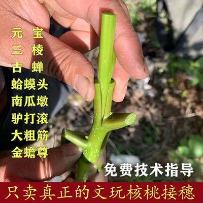 蛤蟆头接穗麻核桃夏季嫁接