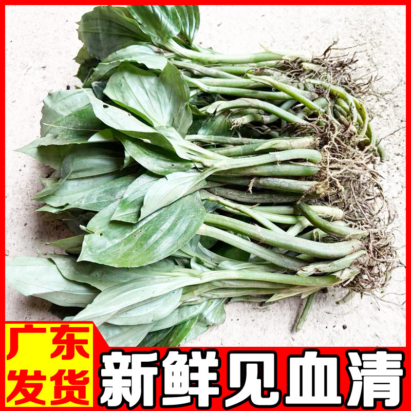 新鲜见血清草药中草药材见血青苗中药材羊耳蒜立地好整棵带根带茎