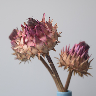 天然风干植物永生帝王花霸王空间设计花艺制作干花婚庆橱窗装饰