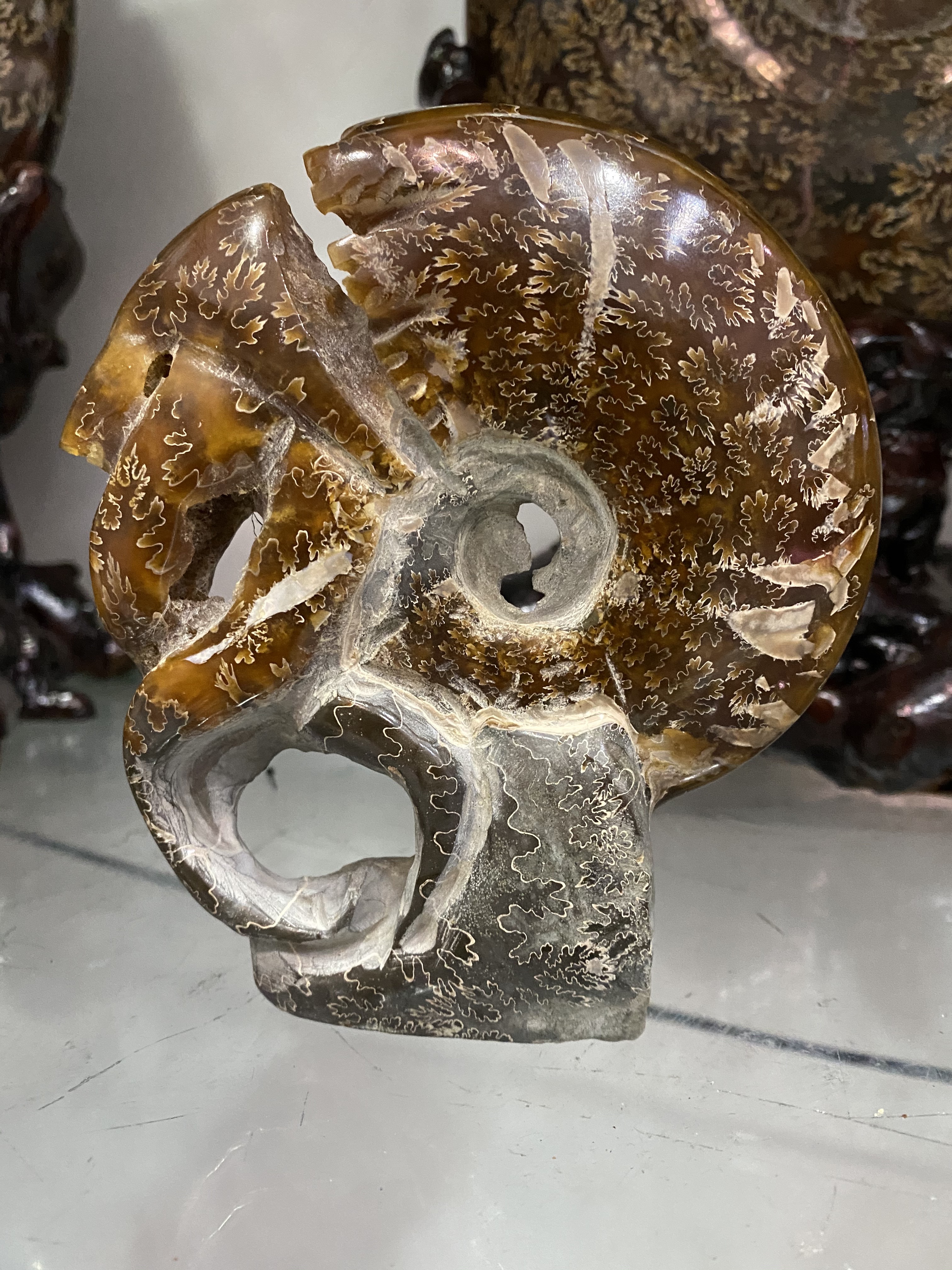 天然原石标本古生物羊角螺化石海螺玉化螺家居办公装饰玄关摆件