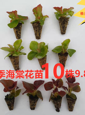 四季海棠玻璃翠小苗花卉