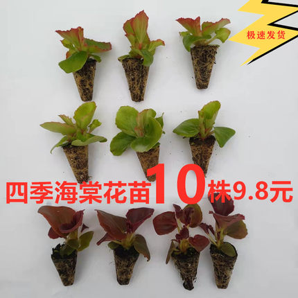 花卉穴盘苗四季海棠10株包邮阳台庭院种植易养护易开花