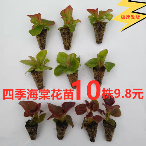 四季海棠玻璃翠小苗花卉