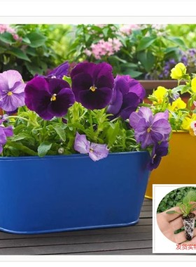 三色堇角堇蝴蝶花花苗冬季室外耐寒好养易活爆盆阳台庭院花卉