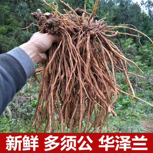 中草药正宗多须公新鲜华泽兰500g广东土牛膝生大泽兰六月雪根