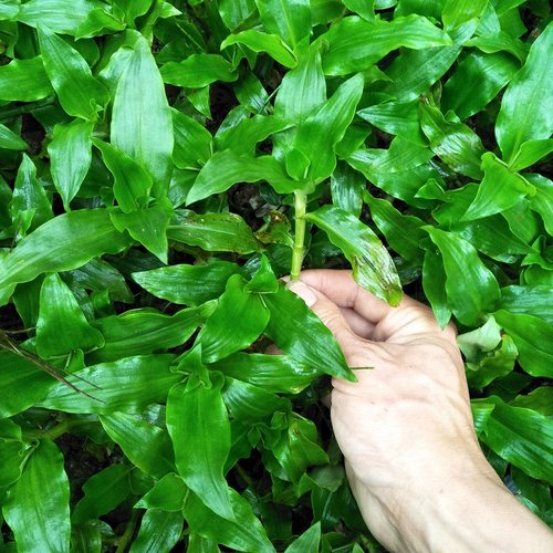 新鲜500g鸭跖草水竹藤过