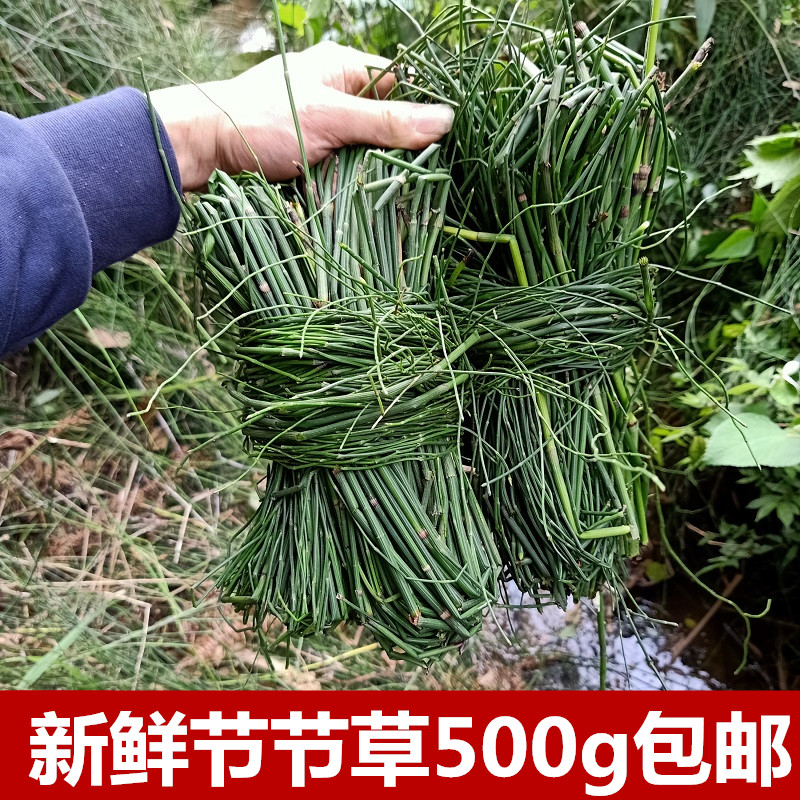 新鲜节节草500g包邮木贼