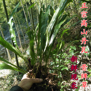 野生石韦正宗新鲜瓦韦骨牌草七星草七星剑丹瓦剑草中草药材500g