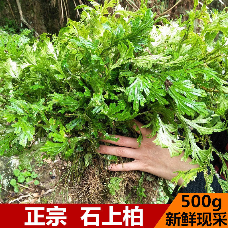 新鲜石上中草药500g梭罗卷柏