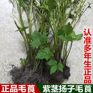 中草药新鲜毛莨紫茎扬子500g