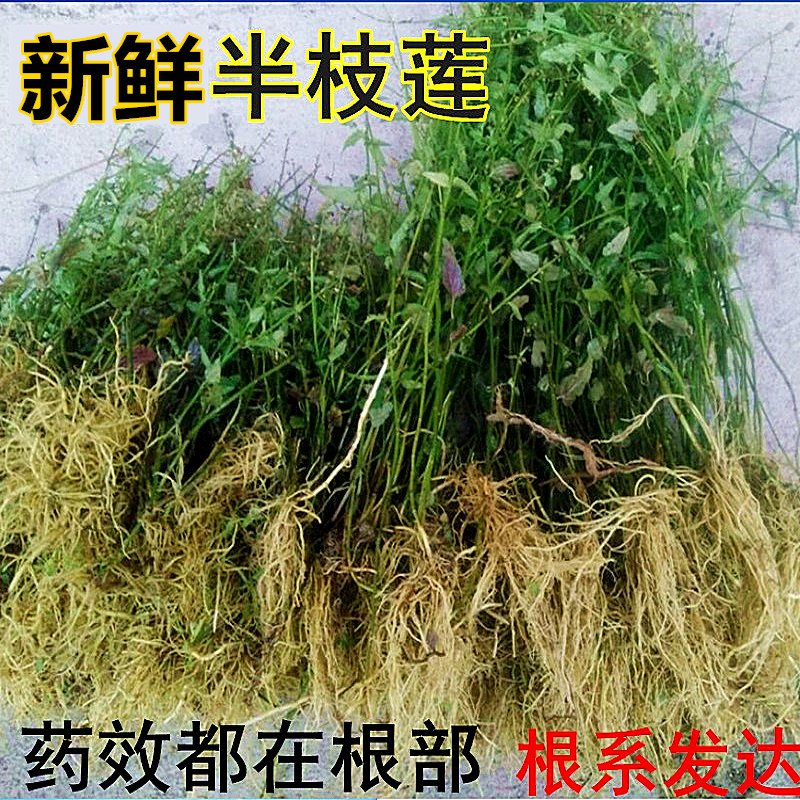 新鲜半枝莲现采四条棱500g四方草并头草田基半支莲可配白花蛇舌草