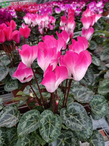 仙客来盆栽四季兔耳朵花卉苗