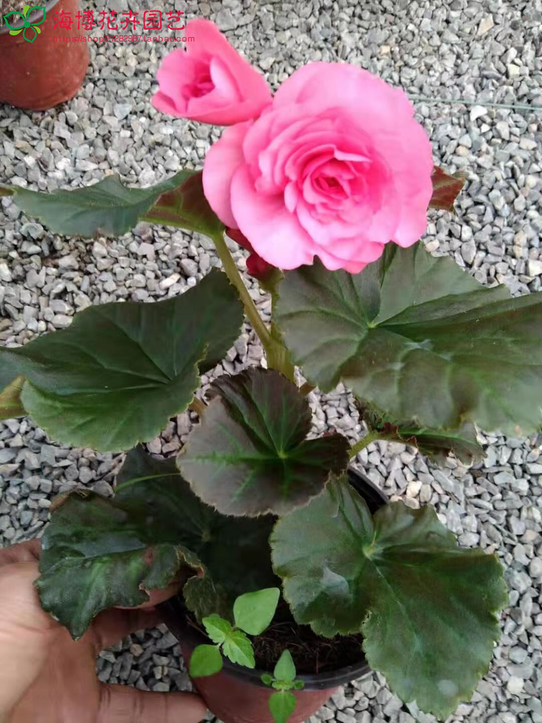 海棠花室外盆栽植物花苗带花苞带花四季开花室外重瓣阳台花卉庭院