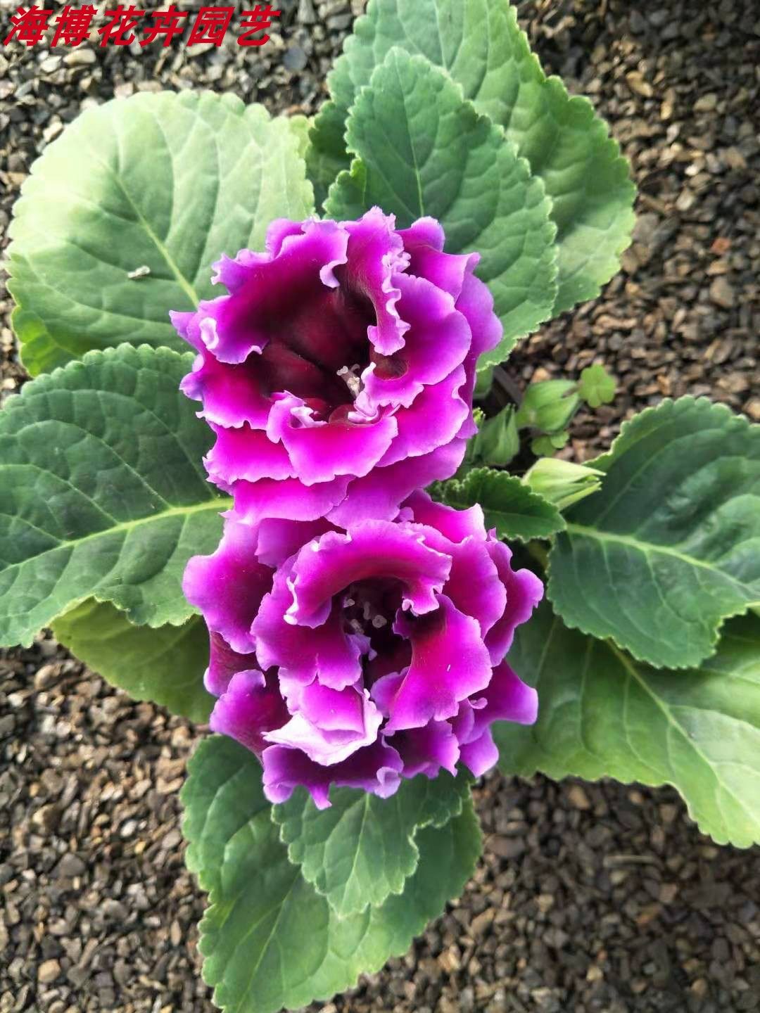 观花植物重瓣大岩桐盆栽观花植物