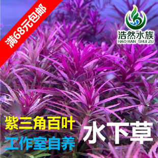 紫三角水草 紫三角百叶 水下草 阳性水草 浩然水族 促销满68包邮