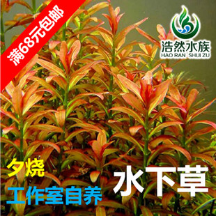 夕烧水草 水下草 中后景水草 阳性草 真水草 浩然水族 促销满包邮