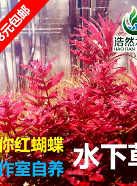 迷你红蝴蝶水草  水下草 中后景水草 真水草  浩然水族 满68包邮