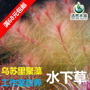 乌苏里聚藻水草鱼缸草缸红草工作室自养水下叶中景后景草满额包邮
