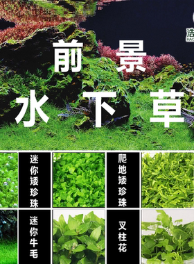 前景水草迷你牛毛迷你矮爬地矮珍珠草挖耳天湖葵叉柱花浩然水族