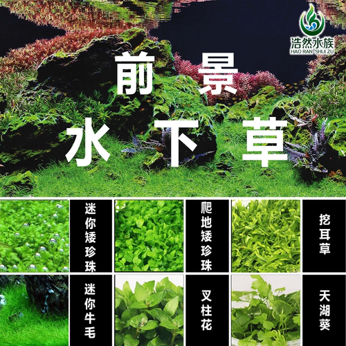 前景水草迷你牛毛爬地爬地矮珍珠