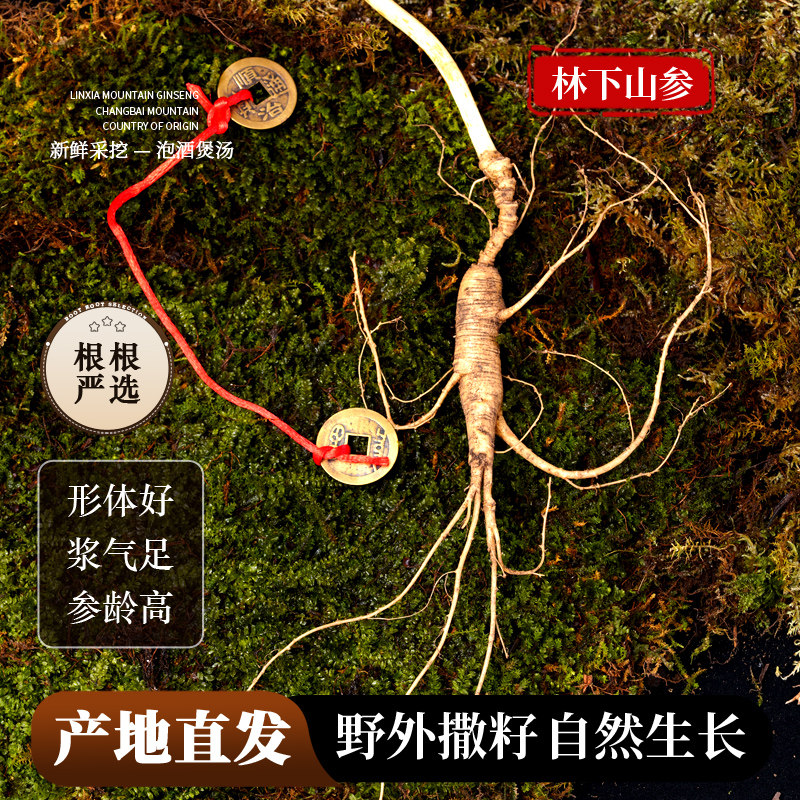 现挖新鲜林下参鲜整枝长白山人参鲜参2025年野外长山参泡酒煲汤