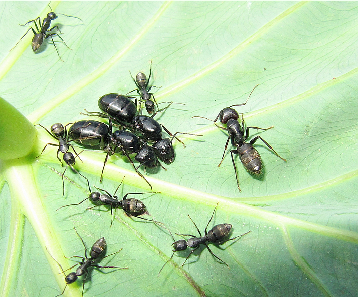 宠物蚂蚁日本弓背蚁2018新后蚂蚁九天工坊城堡生日礼物大蚂蚁宠物在类目 宠物/宠物食品及用品, 爬虫/鸣虫及其用品, 蚂蚁工坊中 - 来自Buy2taobao.com提供专业的淘宝代购服务