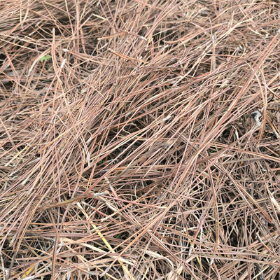 干松针叶自然风干松针腐植落地松毛龟箱保温铺面垫底料盆栽营养土