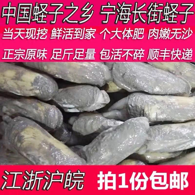 正宗宁海蛏子鲜活带泥不泡水中大肥新鲜特产