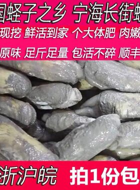 正宗宁海蛏子鲜活带泥不泡水中大肥新鲜特产