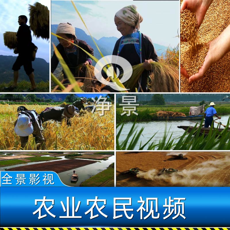 现代化绿色农业农耕种丰收割粮食水稻梯田新农村农民蔬菜视频素材 - 实物图