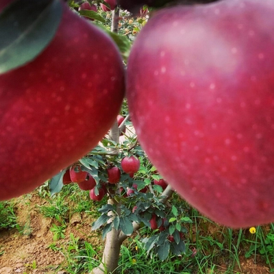 天水花牛苹果新鲜水果糖化后粉糯香甜产地直销12/18/24装邮政包邮