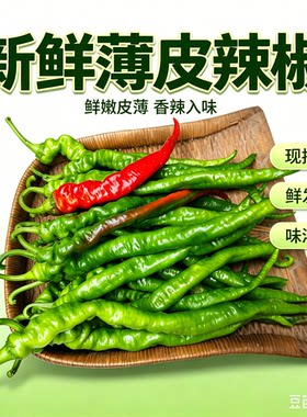 甘肃天水秦安县安家河湾种植的航天育种七寸红辣椒新鲜蔬菜香辣味