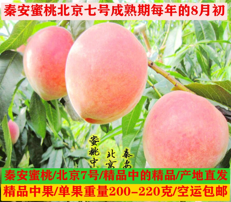 2023夏季秦安蜜桃北京七号现摘现发新鲜水蜜桃中果200g同城送