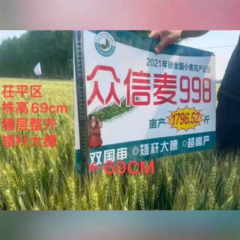 国审众信麦998小麦种大麦穗品种矮杆抗倒高产冬小麦种农科院研怎么看?
