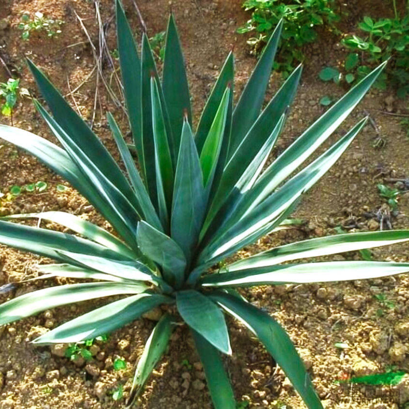 剑麻丝兰凤尾兰苗麻耐寒耐旱观叶花剑麻凤尾兰苗庭院四季常绿植物