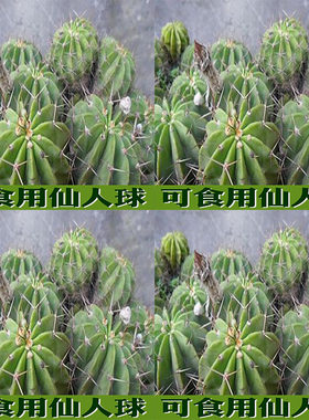 仙人球可药用可食用开白花天鹅蛋