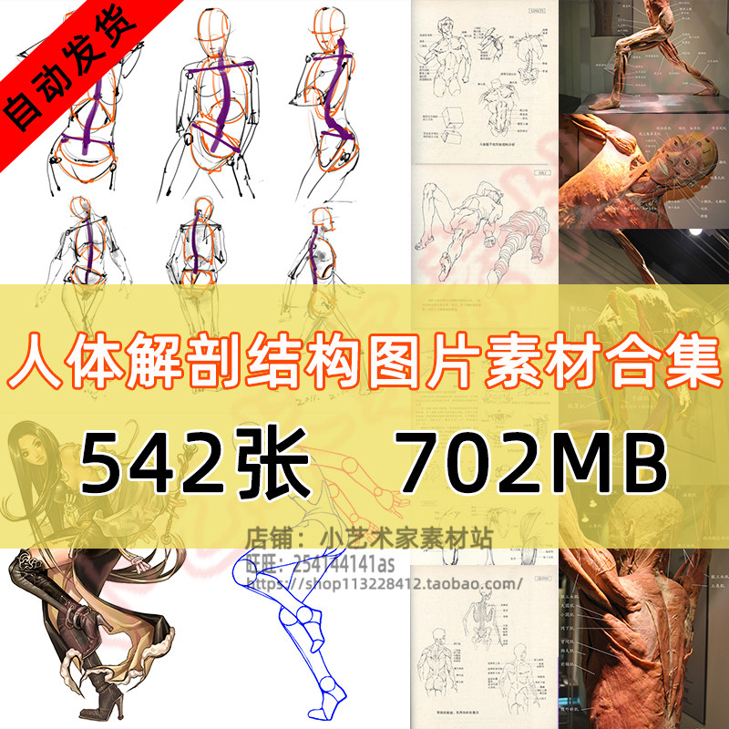 CG手绘艺用人体解剖骨骼结构合集漫画卡通自学图片教程素材 资源