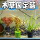 家用鱼缸水草定植篮水草泥沉底固定器造景装 饰固根神器
