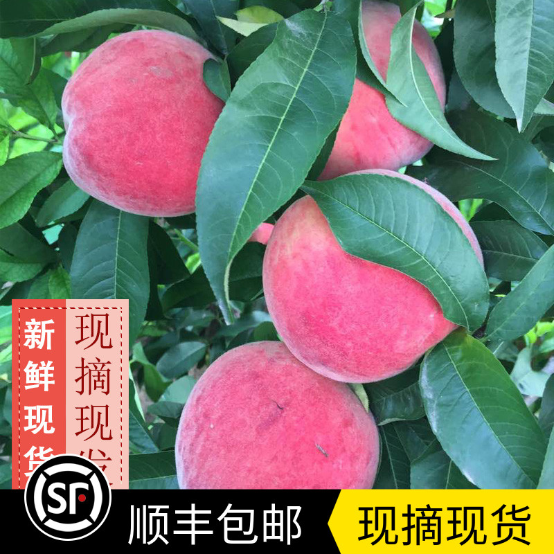 【现摘现货水蜜桃】水蜜桃3斤装现摘现发新鲜毛桃水蜜桃现货